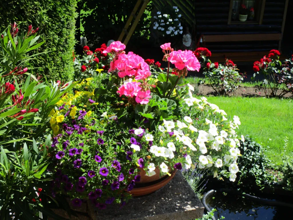 Colourful flowers at the entrance of the house