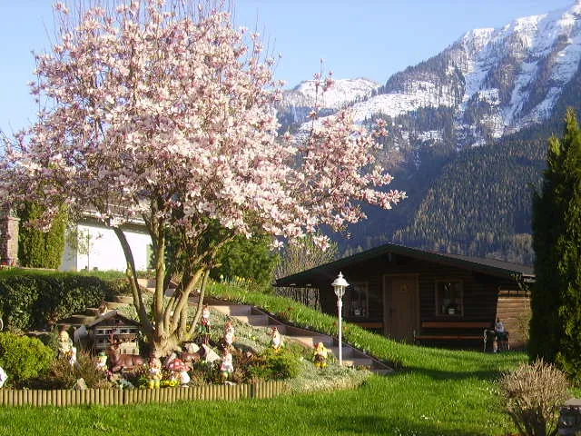 Magnolia tree in bloom in the garden in front of snow-capped mountains